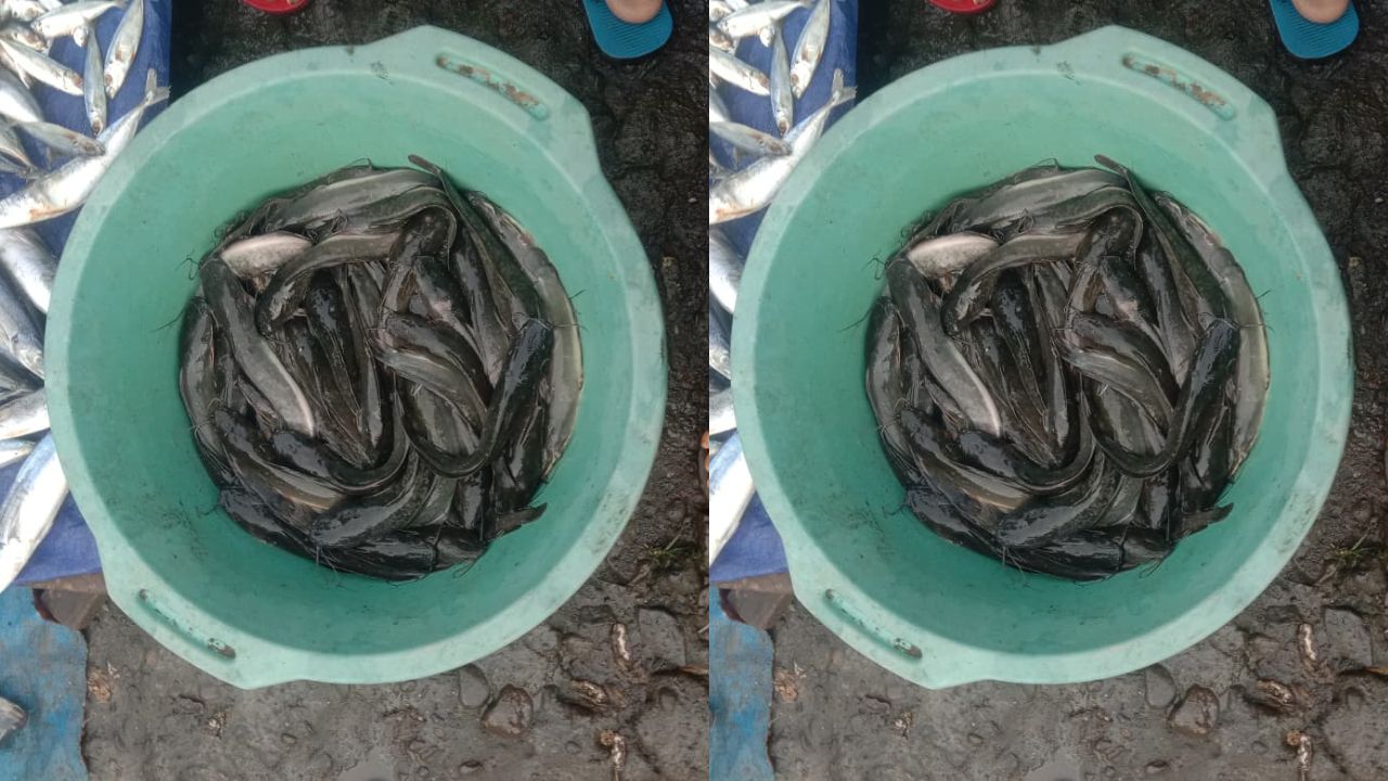 Manfaat Ikan Lele bagi Kesehatan Tubuh Lansia, Bermanfaat untuk Jantung Loh!