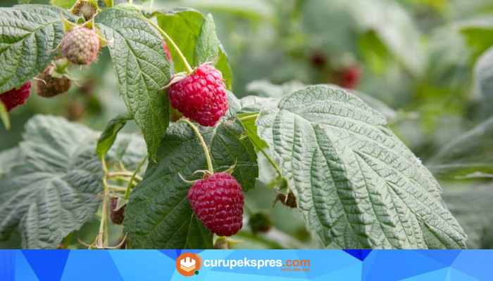 Raspberry Leaf untuk Kesehatan Reproduksi, Mitos atau Fakta?