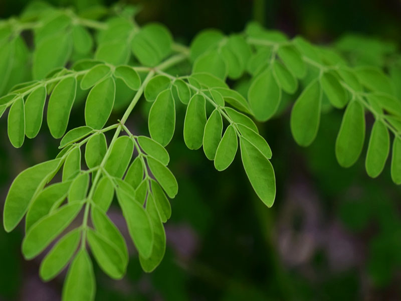 Keajaiban Daun Kelor: Superfood yang Mengandung Banyak Antioksidan