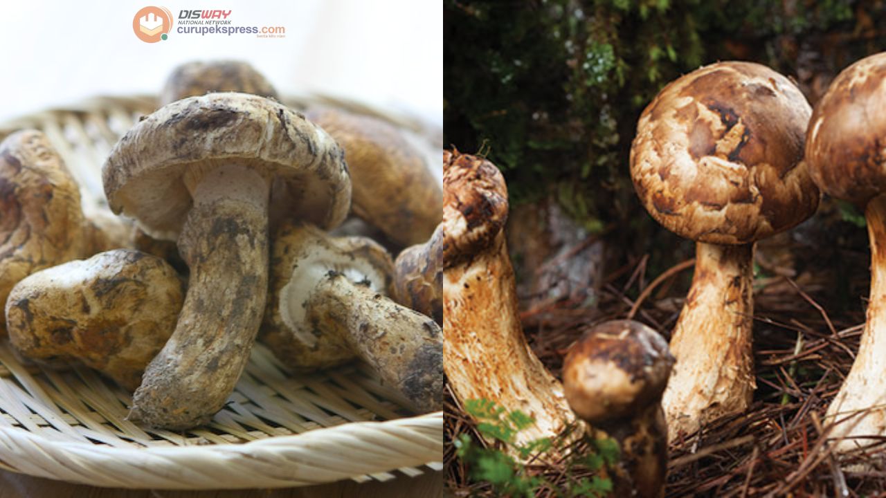 Manfaat Jamur Matsutake untuk Kesehatan yang Jarang Diketahui!