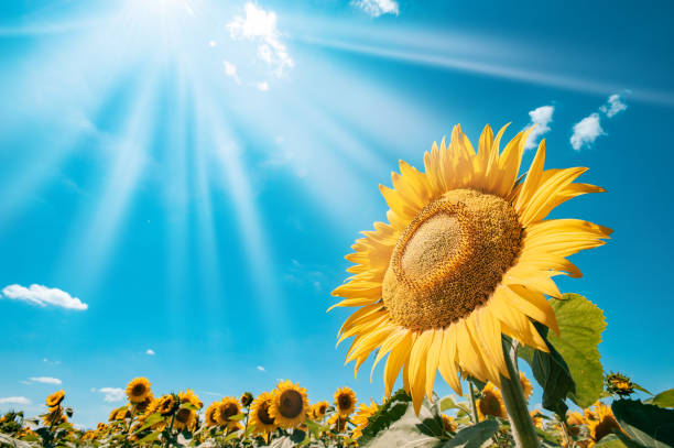 Alasan Bunga Matahari Selalu Menghadap Sinar Matahari