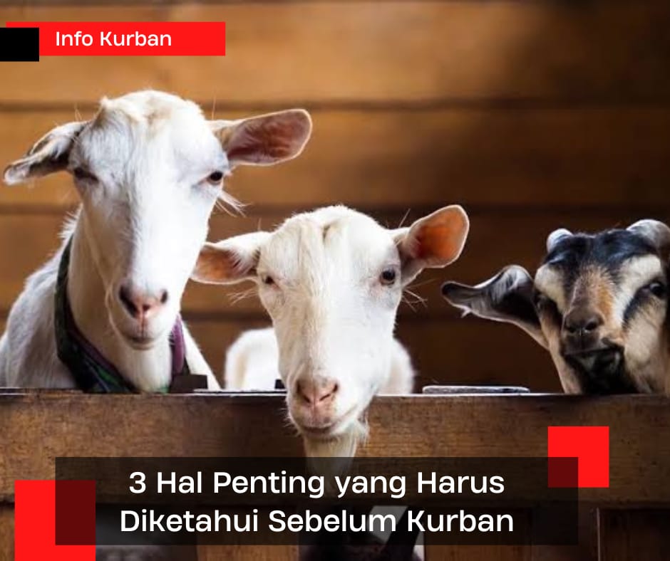 Sebelum Berkurban, Ini 3 Hal Penting yang Harus Diketahui