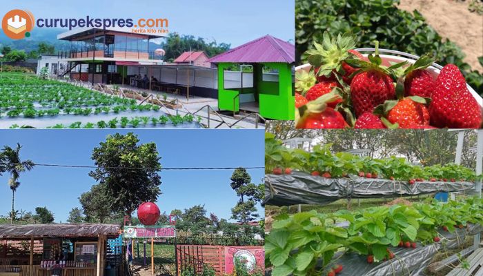 3 Rekomendasi Wisata Kebun Strawberry yang Ada di Rejang Lebong