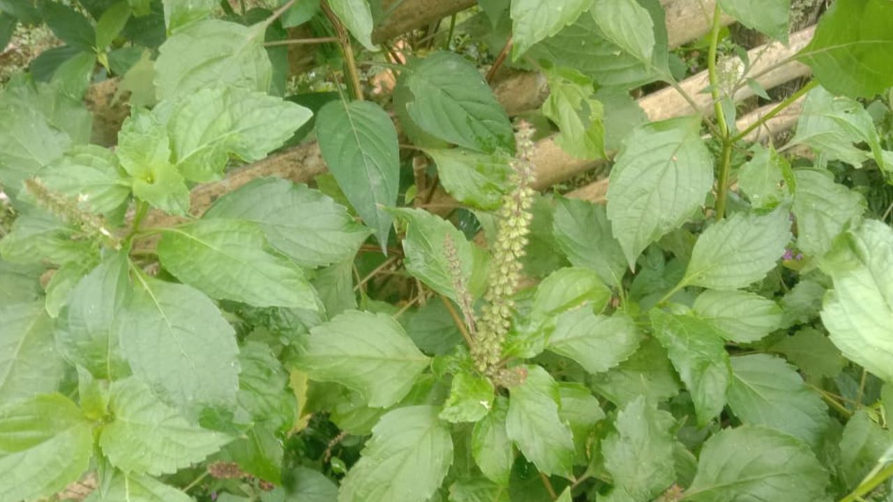 ﻿3 Manfaat Tanaman Selasih Mekah bagi Kesehatan Tubuh Bayi, Cek Disini!