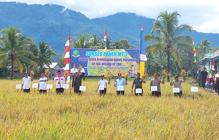 Pemkab Lebong Target Produksi Padi Baru 88 Persen