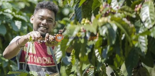 Kopi Curup: Mengangkat Kesejahteraan Petani Melalui Kualitas