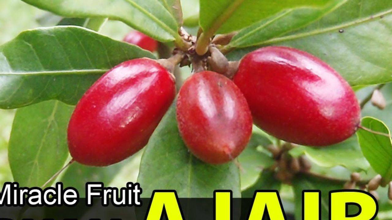 Catat! Ini 3 Manfaat Buah Miracle Fruit untuk Kesehatan Tubuh yang Jarang Diketahui