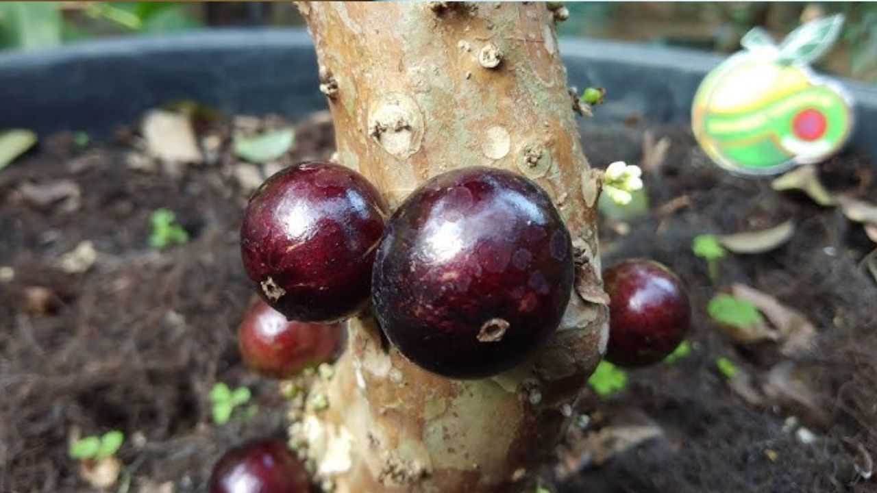 Kamu Harus Tahu! Ini Manfaat Buah Jabuticaba untuk Kesehatan Tubuh Manusia