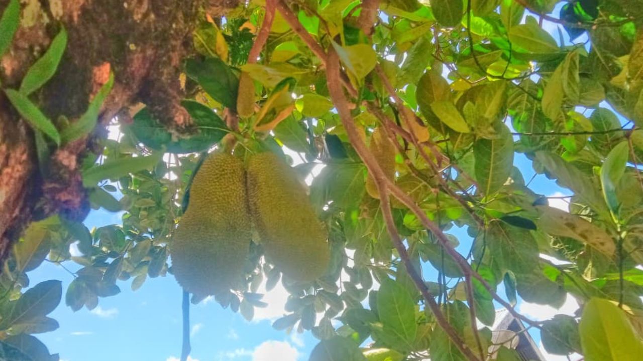 Manfaat Buah Nangka bagi Kesehatan untuk Ibu Menyusui, Cek Disini!