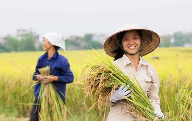 Jawa Timur Pimpin Produksi Padi 2026, Bagaimana Performa Daerah Lain?