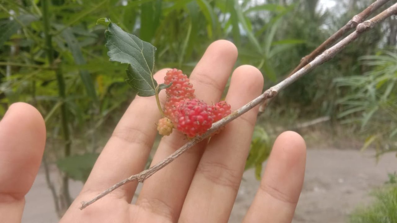 Kamu Harus Tahu! Ini 3 Manfaat Buah Murbei bagi Kesehatan Tubuh, Cek Disini!