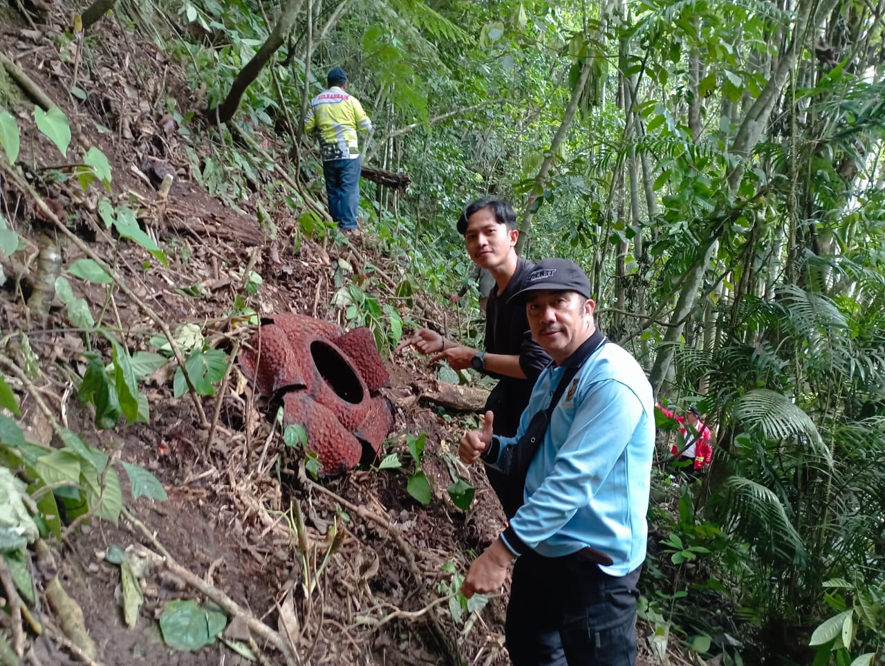 Ratusan Bonggol Rafflesia Arnoldi Ditemukan Warga, Ini Lokasinya 