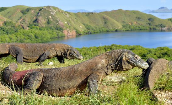 Pesona Taman Nasional Komodo Diakui Dunia, Peringkat Kedua Terindah di Bumi