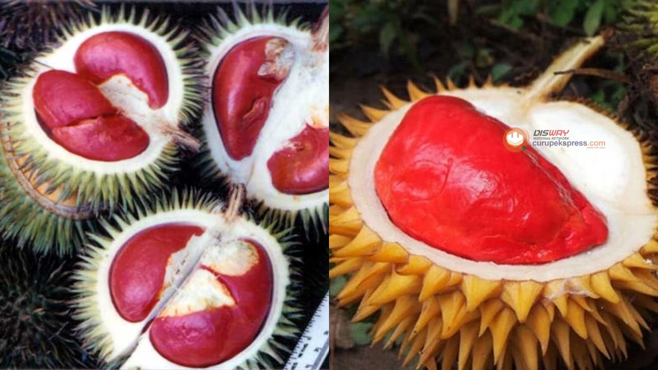  Manfaat Durian Merah untuk Kesehatan yang Jarang Diketahui!