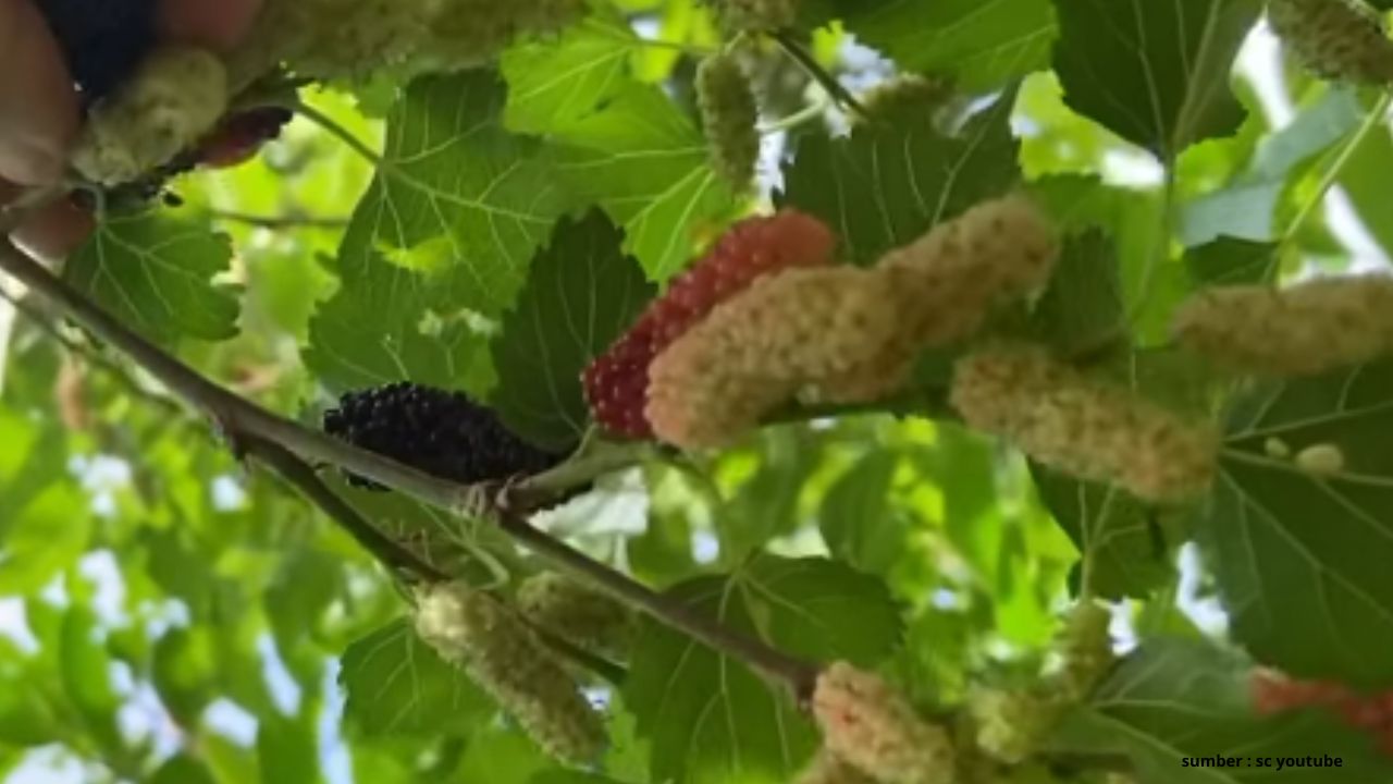 Kecil-Kecil Cabe Rawit! Ini 3 Manfaat Buah Arbei untuk Kesehatan Tubuh yang Jarang Diketahui