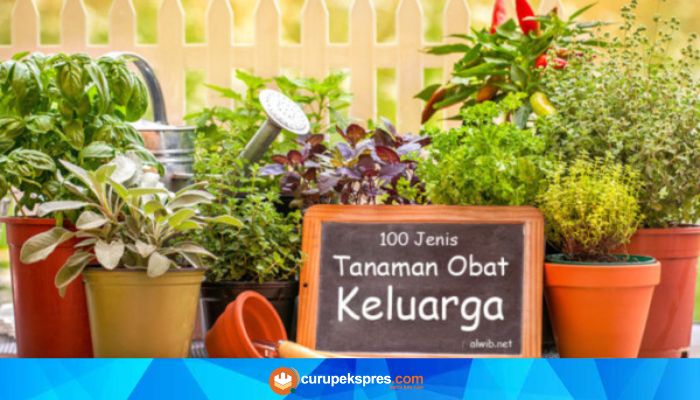 Manfaat Dan Khasiat Tanaman Obat Keluarga (TOGA)