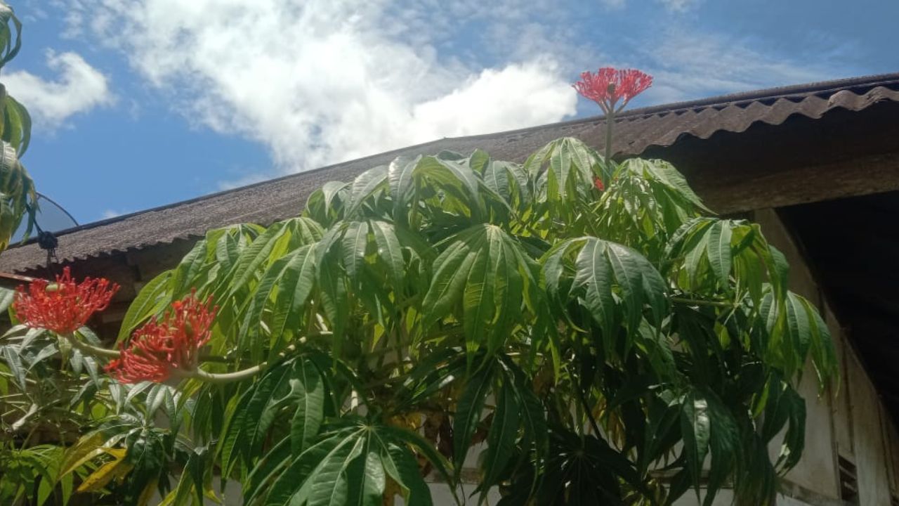 Kamu Harus Tahu! Ini Manfaat Jarak Tintir bagi Kesehatan Kulit Manusia