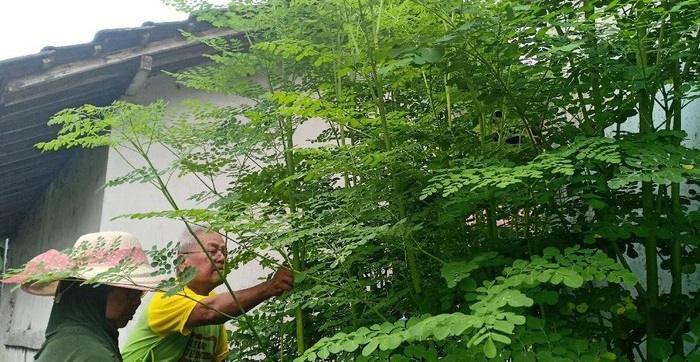 Tekan Angka Kasus Stunting Kecamatan Seberang Musi Inovasikan Menanam Pohon Kelor, Ini Caranya..