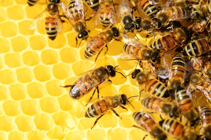  Taukah Anda Untuk apa Lebah menghasilkan Madu ? 