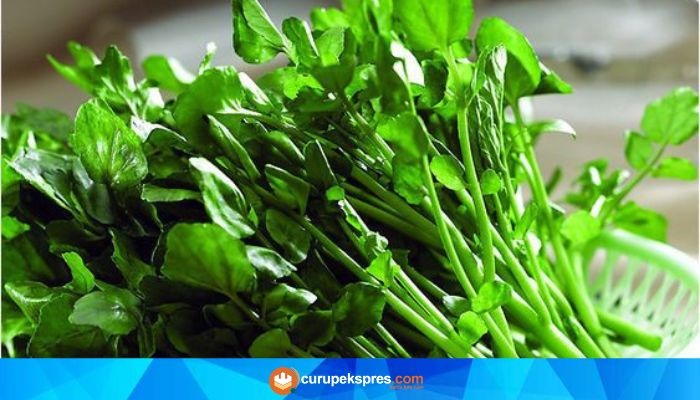 Fakta Tentang Sayur Selada Air Yang Bermanfaat Untuk Kesehatan Tubuh