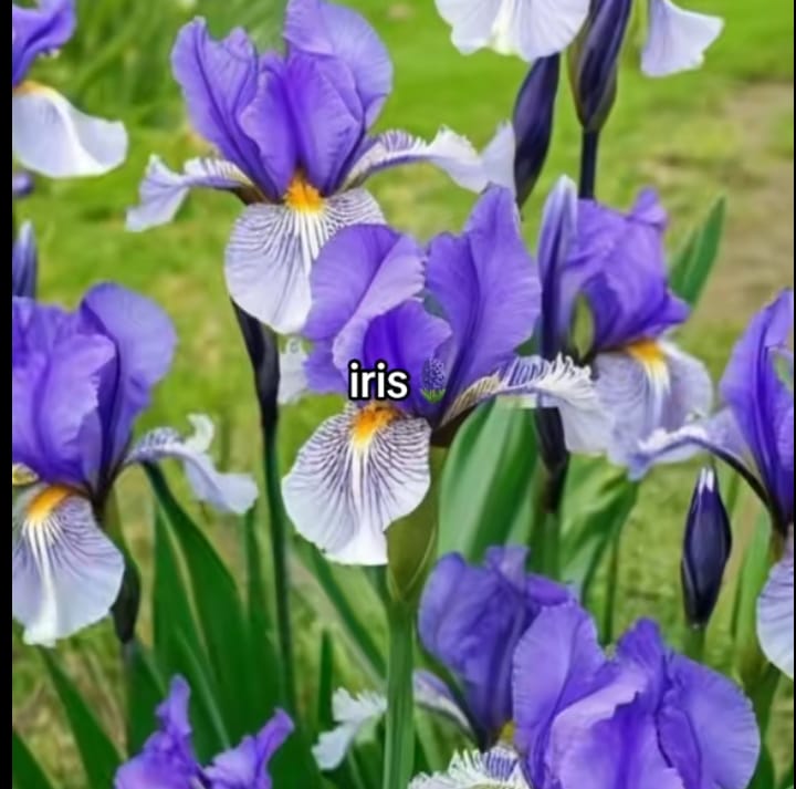 Rahasia Merawat Bunga Iris Agar Mekar Sempurna di Taman Anda