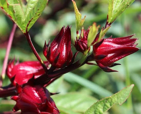 Tahukah Anda, Ini Khasiat Bunga Rosella Bagi Kesehatan Tubuh Manusia