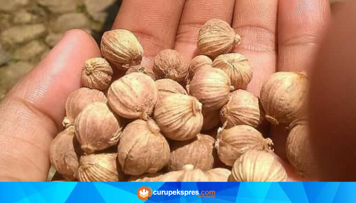 Yuk Ketahui Fakta Menarik dari Tanaman Herbal Kapulaga