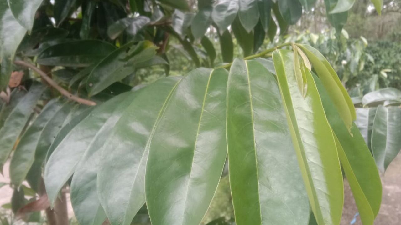 3 Manfaat Daun Sirsak bagi Kesehatan Sistem Pencernaan Manusia, Cek Disini!