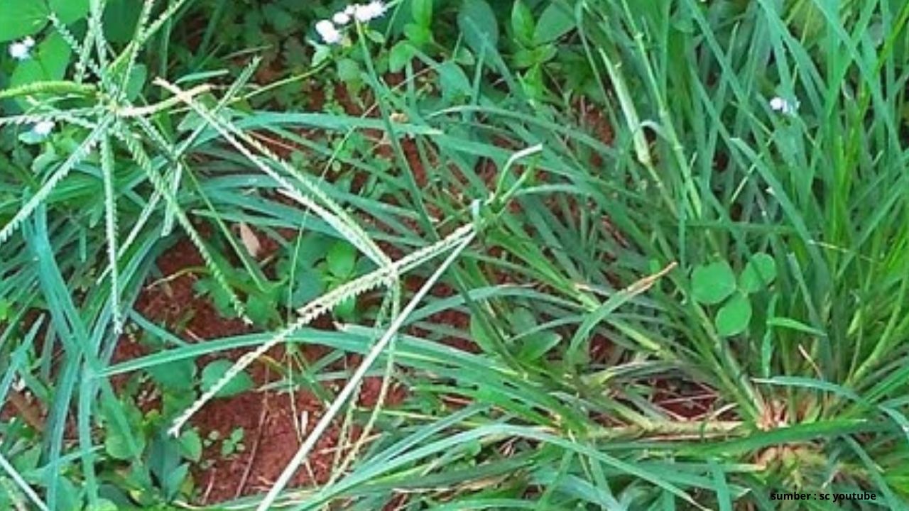 Jangan Dibuang! Ini 3 Manfaat Rumput Belulang untuk Kesehatan Manusia yang Bisa Dimanfaatkan