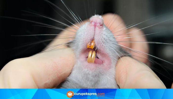 Jangan Sepele! Lakukan Ini Jika Terkena Gigitan Tikus