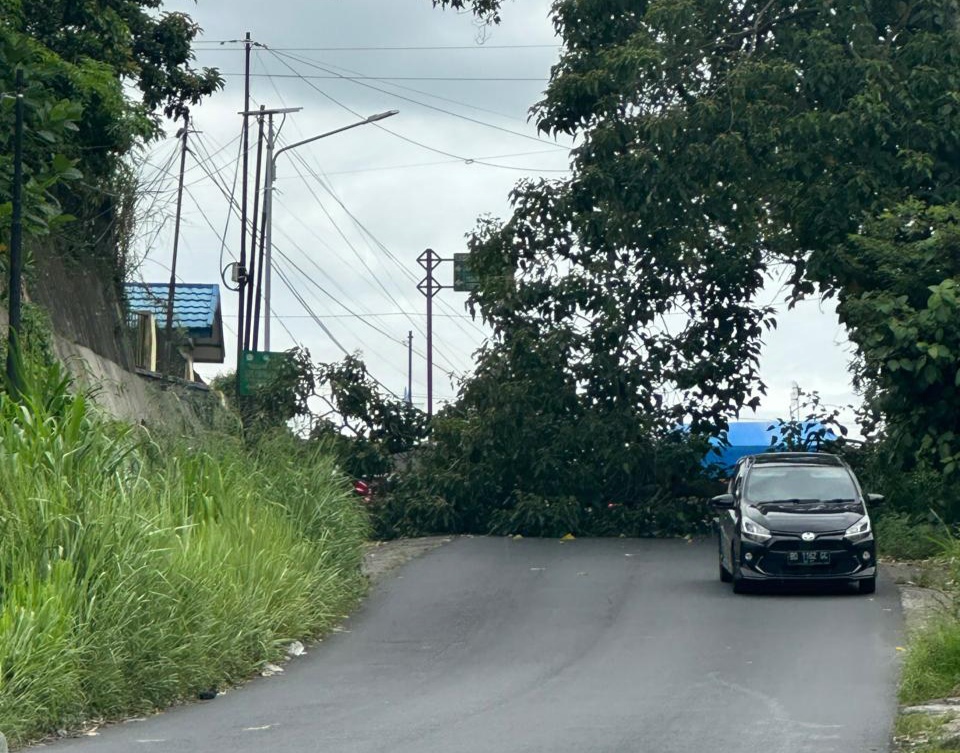 Angin Kencang, Pohon di Rejang Lebong Tumbang Lagi, Sempat Membuat Listrik Padam