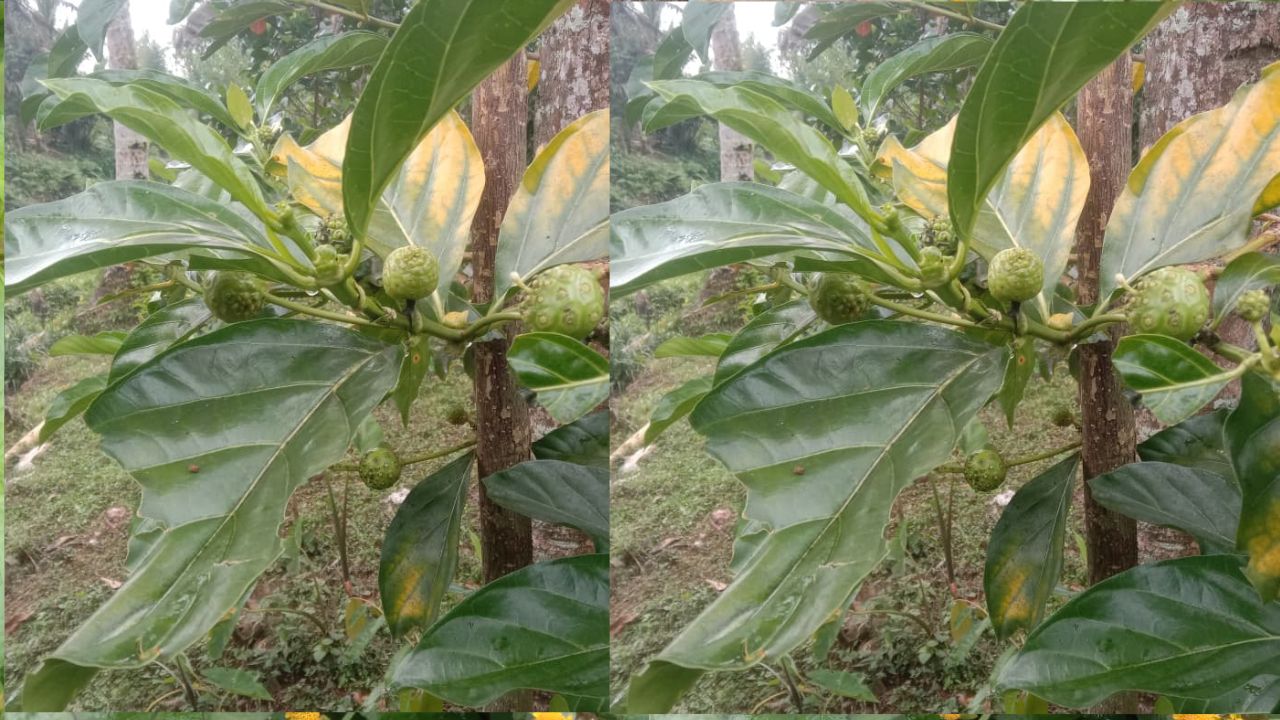 Catat! Ini 3 Manfaat Daun Mengkudu bagi Kesehatan Kulit Wajah    ﻿