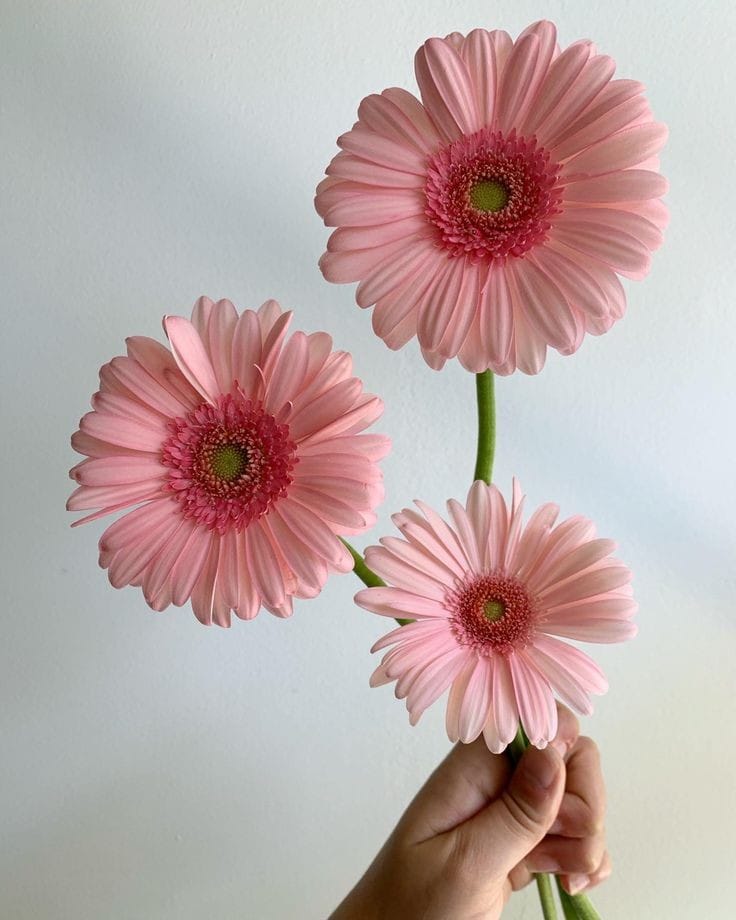  Selain Anggrek, Bunga Jenis Gerbera Turut Mengisi Kebun Bunga Ibu Tien Soeharto di Mangkurajo