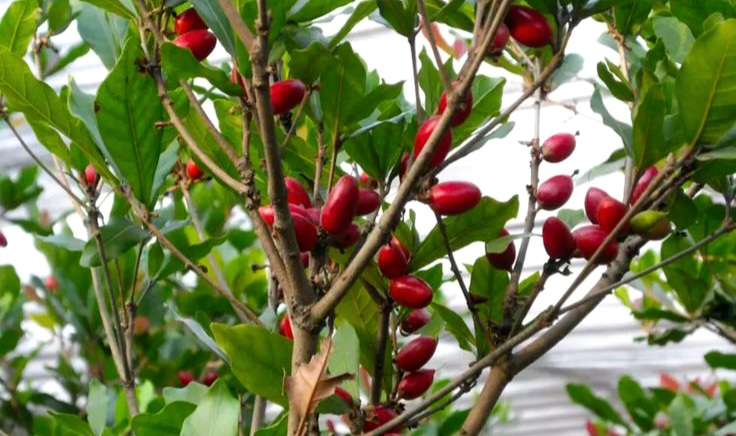  Tak Sekadar Unik, Ini Khasiat Miracle Berry bagi Tubuh