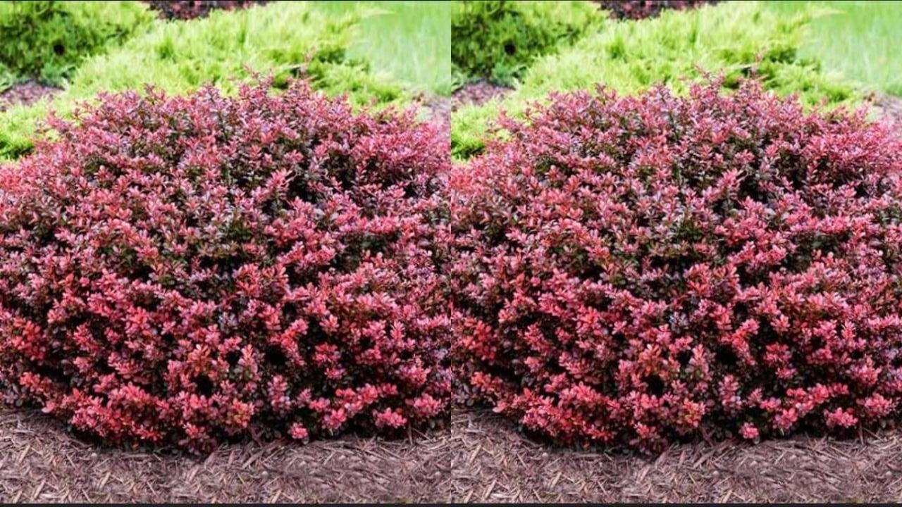 Barberry, Semak Hias Berwarna Cerah yang Cocok Jadi Pagar Rumah Impian!
