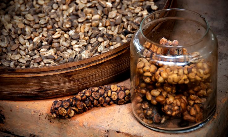 Poop Coffee, Fenomena Kopi dari Kotoran Hewan yang Jadi Komoditas Termahal di Dunia