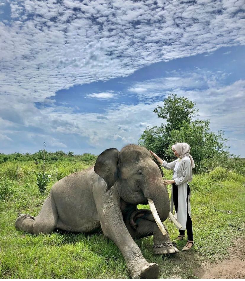  Objek Wisata TNWK Lampung Sedekat Ini  Dengan Gajah 