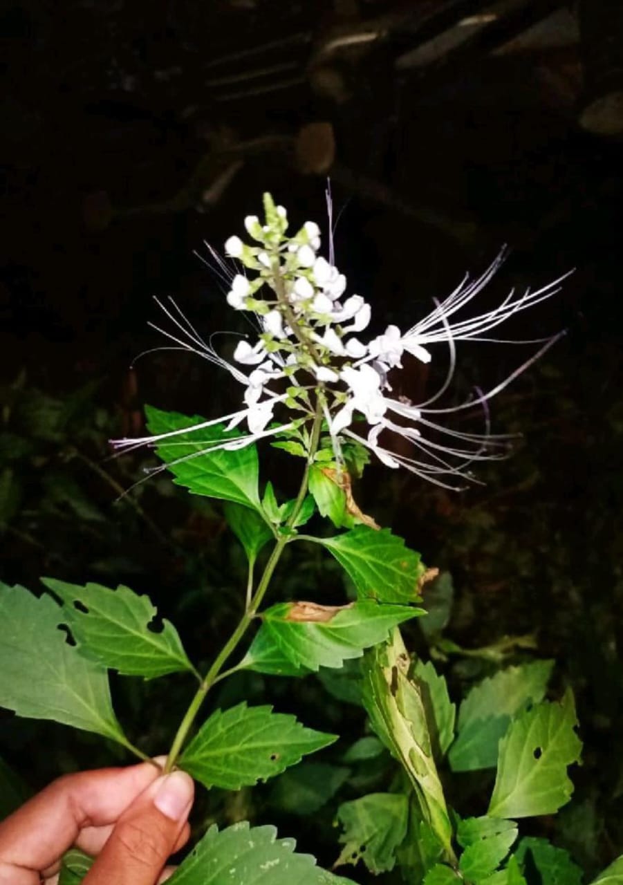  Manfaat dan Keistimewaan Bunga Kumis Kucing untuk Kesehatan dan Keindahan