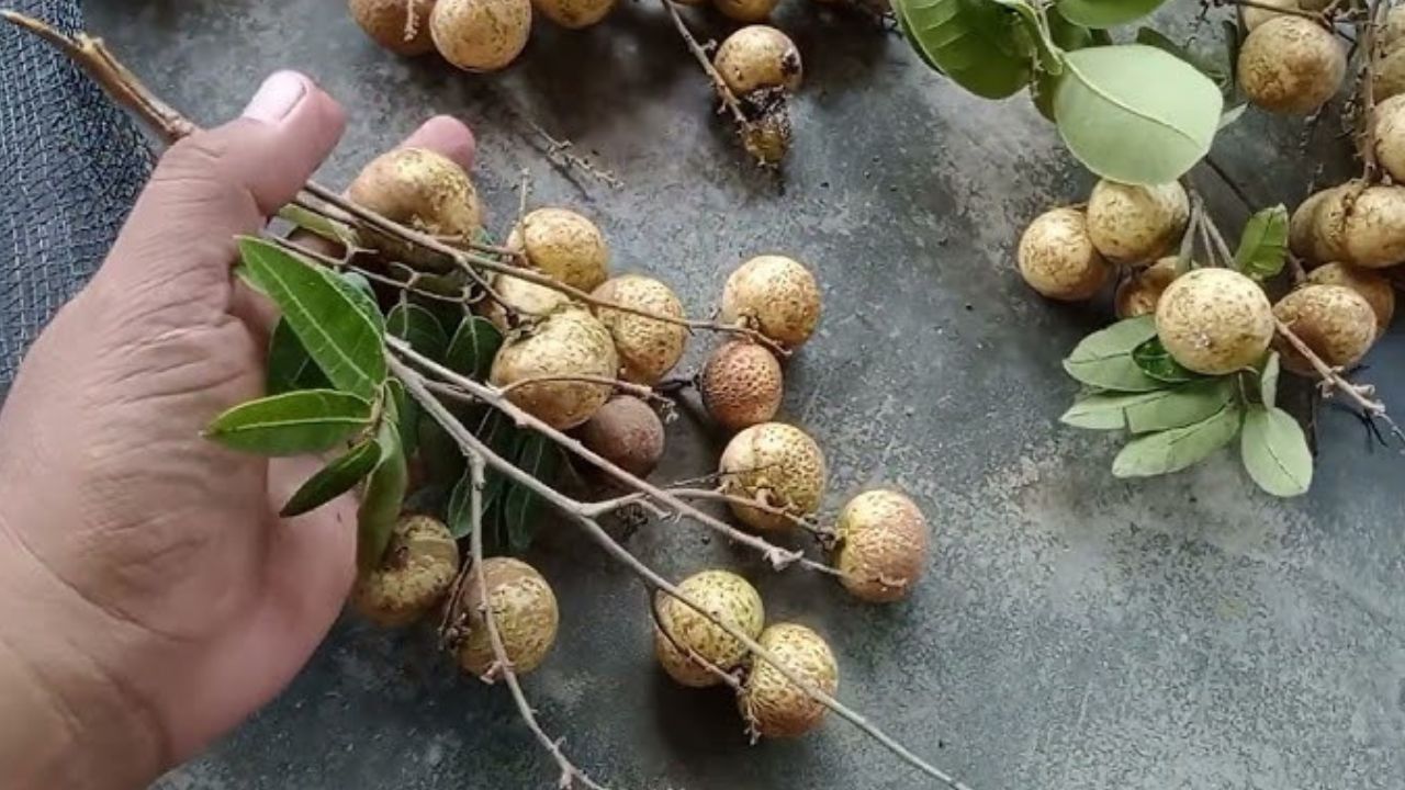 Manfaat Buah Kelengkeng untuk Kesehatan Tubuh Manusia, Cek Disini!