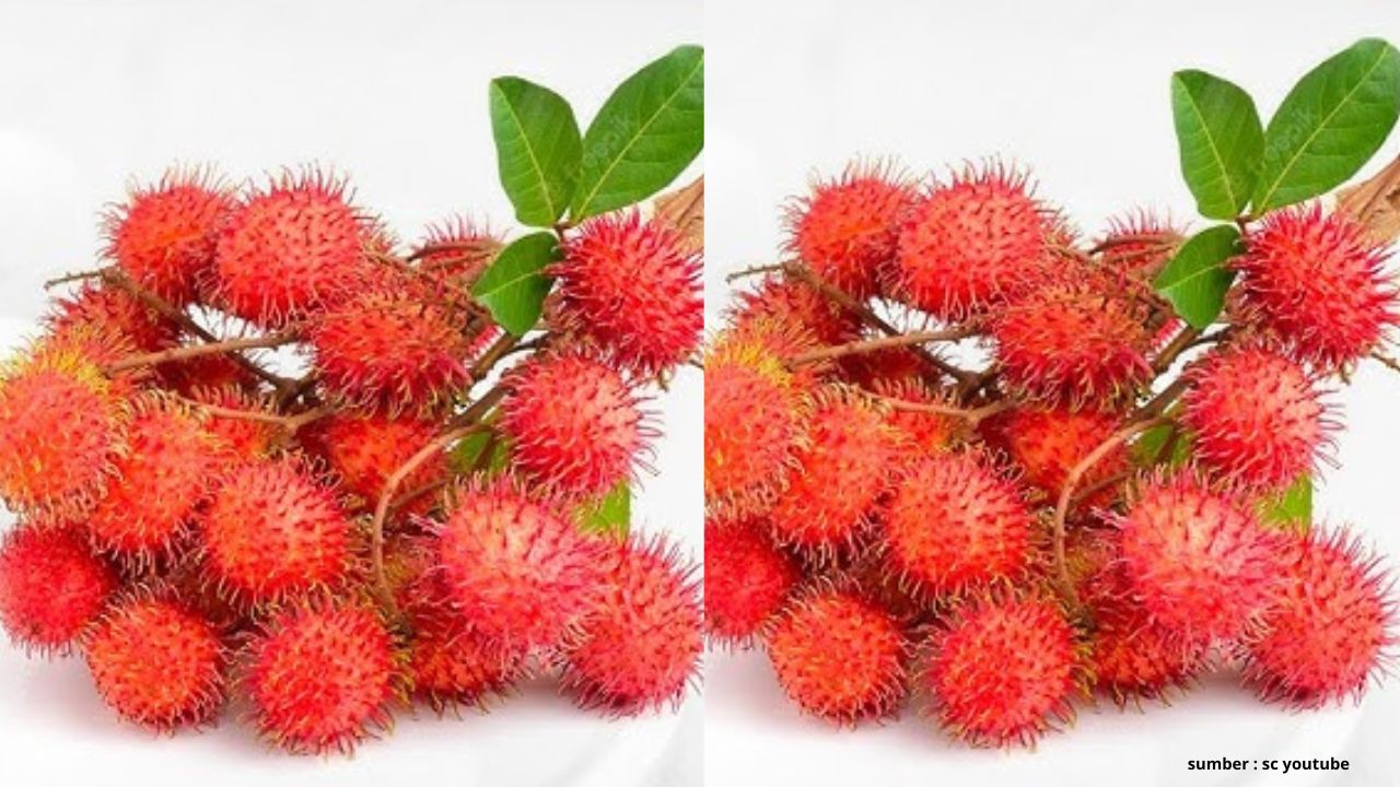 Catat! Ini 3 Manfaat Buah Rambutan untuk Anak - Anak yang Harus Kamu Ketahui