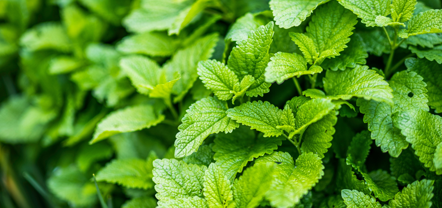 Mengenal Berbagai Jenis Mint: Dari Peppermint hingga Spearmint