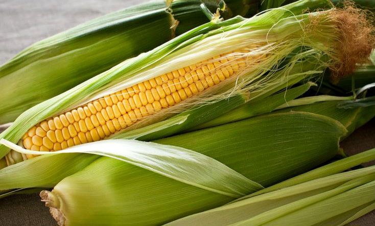  Tips Praktis Menyimpan Jagung agar Tidak Cepat Rusak