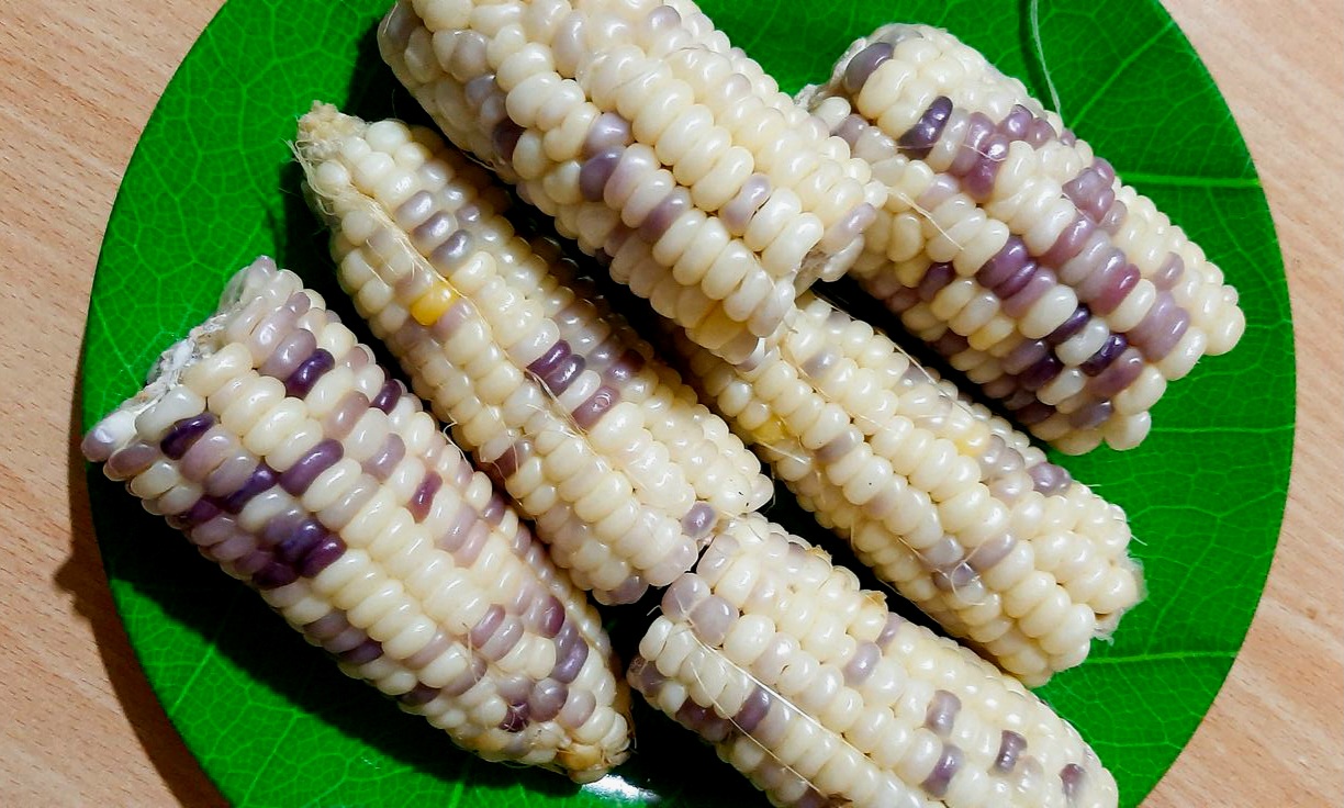  Kenali Jenis Jagung Favorit Masyarakat Indonesia dan Cara Pemanfaatannya