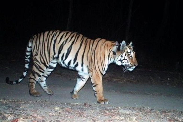 Geger! Warga Kembali Dikejutkan Penampakan Harimau, di Jalan Lintas Curup-Lebong