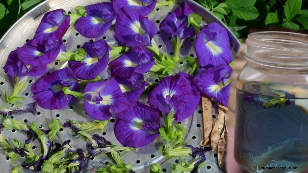  Tips Perawatan Tanaman Hias Bunga Telang yang Jarang Diketahui