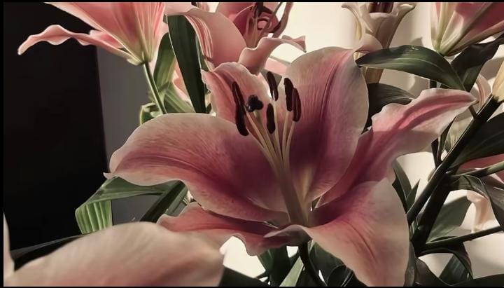 Bunga Lily di Relung Jiwa: Simfoni Keindahan yang Diam