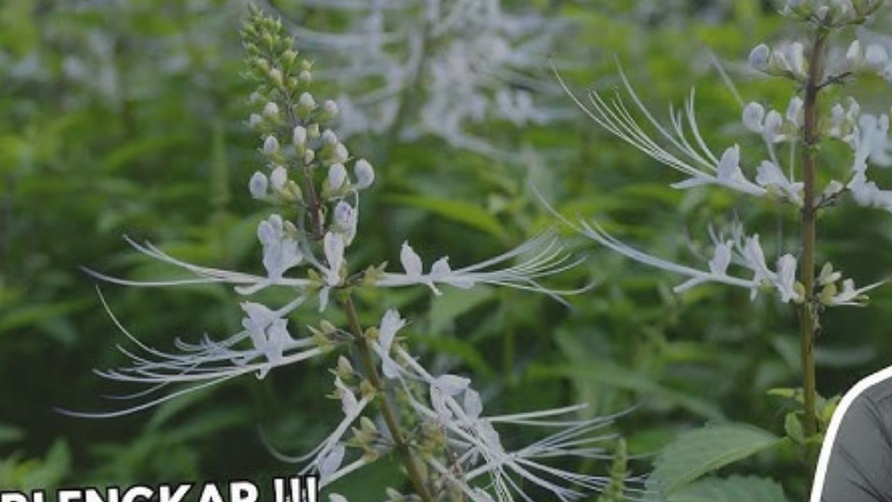 Tanaman Kumis Kucing untuk Kesehatan  
