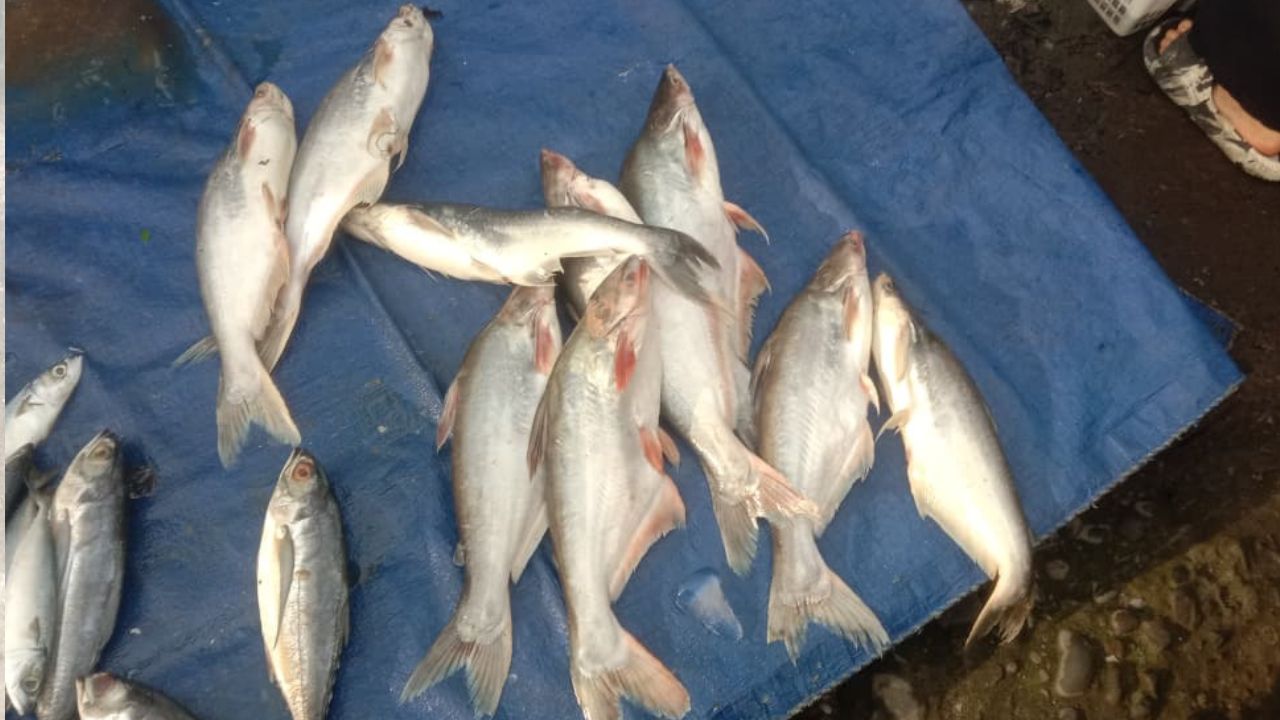 Catat! Ini 3 Manfaat Ikan Patin bagi Kesehatan Tubuh Manusia 