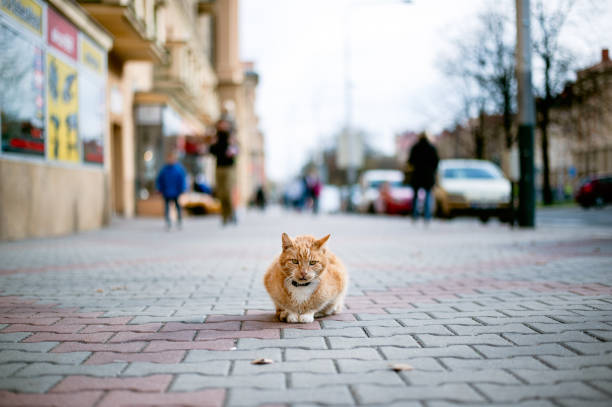 Mengapa Kucing Dapat Mengingat Jalan Pulang Saat Pergi Jauh ?