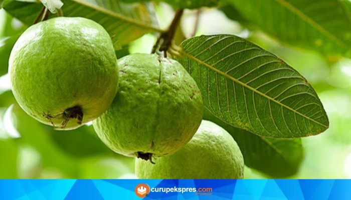 Jambu Biji: Buah yang Enak dan Menyehatkan untuk Program Diet Anda